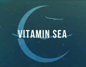 Vitamin Sea Lyrics