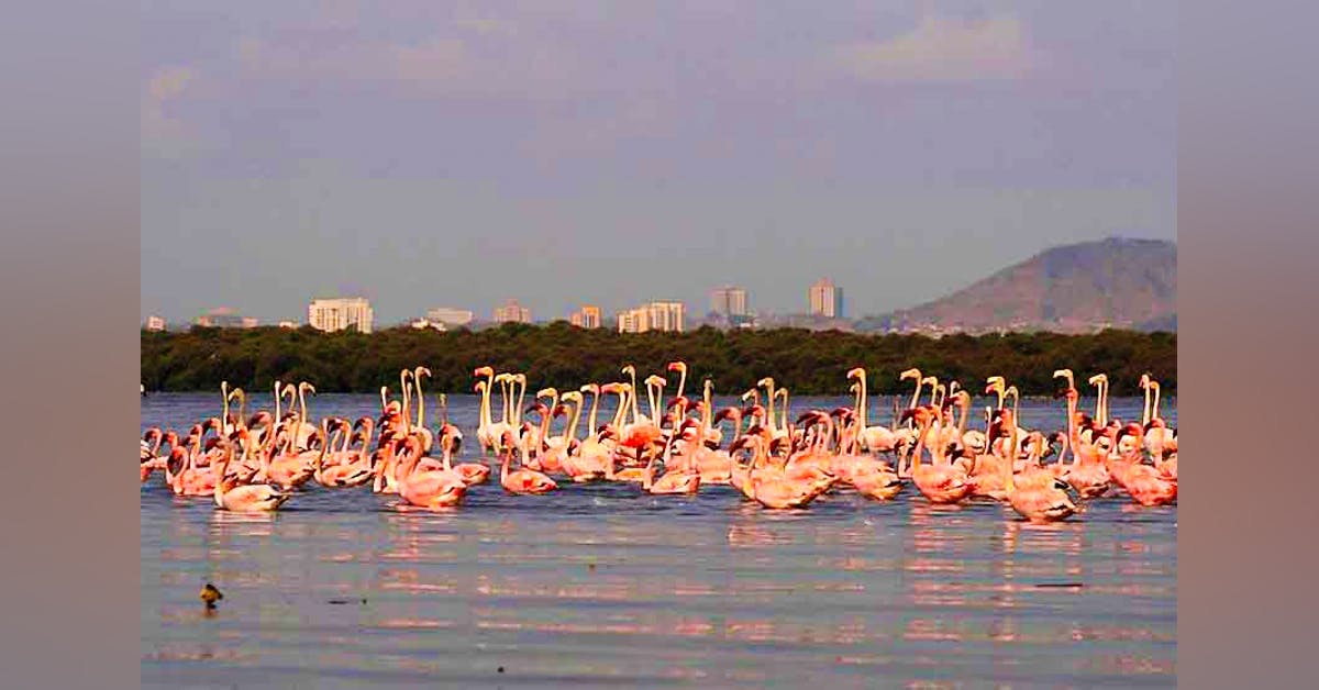 Flamingo Boat Safari Mumbai 2025