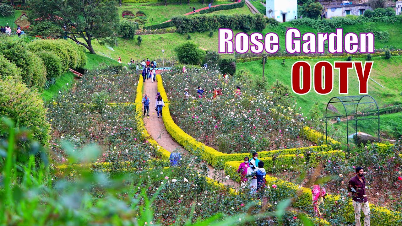 Ooty Rose Garden
